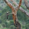 Red-billed hornbill