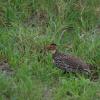 Yellow-necked spurfowl