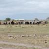 Maasai wariors and their cattle