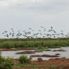 Hippos and birds at Lake Manyara National Park