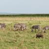 Grazing zebras and warthog