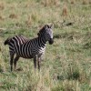 Another zebra