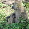 Baby and Mother baboon