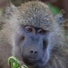 Baboon close-up