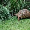 Leopard tortoise at Plantation Lodge