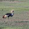 Grey crowned crane (subspecies Crested Crane)