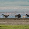 Ngorongoro flamingos and zebras