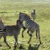 Zebras fighting, Ngorongoro