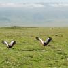 Grey crowned cranes running away