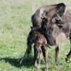 Wildebeest calf minutes after birth
