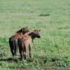 Spotted hyaenas looking for food