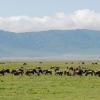 Wildebeest herd in Ngorongoro caldera