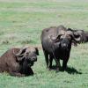 Mean-looking cape buffalo