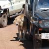 A lion rubs up against a safari vehicle