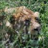 Young male lion lying in the grass