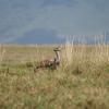 Kori bustard (national bird of Tanzania)