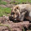 Sleeping lion