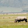 Grazing rhino with flamingos in background
