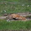Lazy hyaena