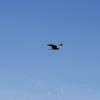 Black kite (eagle) in flight
