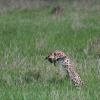 Serval pouncing on prey
