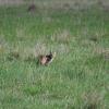 Serval checking us out