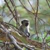 Baby black-faced vervet monkey