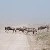 Wildebeest and zebra running across the road