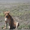 Female lion sitting down to watch us