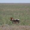 Adult male lion