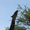 Giraffe reaching for some leaves