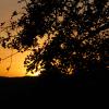 Sunset in the Serengeti