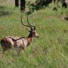 A male impala with nice horns
