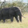 Elephant bull in the Serengeti