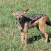 A black-backed jackal