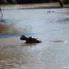 Yawning hippo