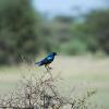 Superb starling (yes, superb is the name)