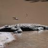 Sunbathing crocodile