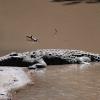 Sunbathing crocodile