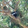 Black and white colobus monkey