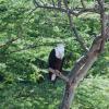 An African fish eagle.  This one spent the whole day perched here (we drove by several times).